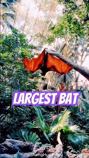 Flying Fox The World’s Largest Bat