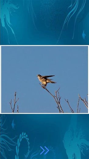 Merlin Falcon – The Tiny Powerhouse Falcon