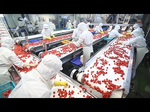 Fruit processing and washing process in food factory for mass production. strawberry apple chestnut