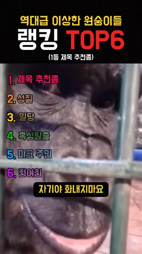 역대급 이상한 원숭이들 랭킹 TOP6