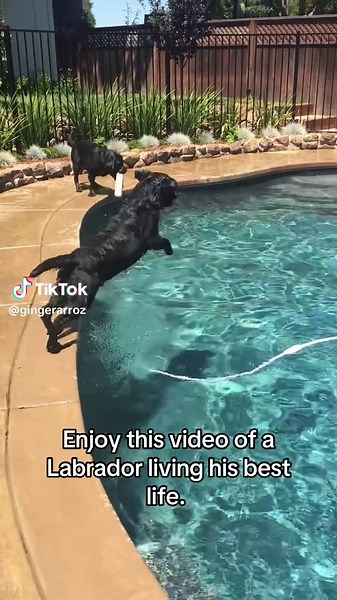 Labrador Retriever's Joyful Moments by the Pool