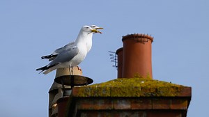 Why we see so many gulls in our cities and towns