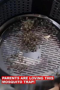 USB Mosquito Electronic Killer Led Lamp Electrical Insect Flies Anti Lantern Fly Trap For Camping Indoor Bug Zapper Light Garden Inbox us for order or simply contct on 03342516998 or www.ideasgifts.com.pk #luxury #homestyle #women #womensfashion #treanding #picoftheday #instagood #instagram #love #giftideas #ideas #happyshopping #onlineshopping #viral #foryou #sale #CashOnDelivery #karachi #Pakistan #Hyderabad #Faisalabad #quality #lightroom #clean #lamps #cuatomized #travelling #bathroomdesign 