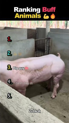 Ranking Buff Animals 🔥 #ranking