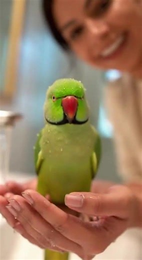 My Parrot Loves Bath 😂💦 #shorts #parrot #cute #funny