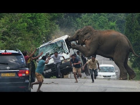 👉 World’s Most Terrifying Elephant Attack Encounter Ever 😱