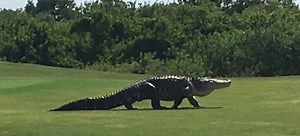 Giant alligator on golf course is real | Northglen News