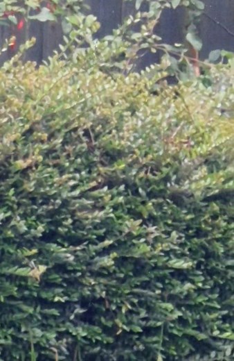 Cats and Magpies 😅 | Erica Gregory