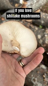 This year, grow mushrooms! 🍄 🍄 🍄 It’s fun, sustainable, and easier than you think to get started. 👉 Mushrooms are a delicious, high protein source of fiber, minerals, and antioxidants 👉 Choose from a variety of beginner-friendly edible and medicinal mushroom strains, including wine cap, oyster, and shiitake 👉 Grow outdoors on logs, in garden beds, and in containers. | North Spore