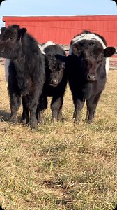 Some beautiful Belted Galloway calves from Country Pleasures Farm and Orchards have come to live at the farm! | Plow and Stars Farm