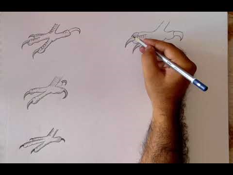 How to Draw Different Types of Claws | Easy Step by Step Guide
