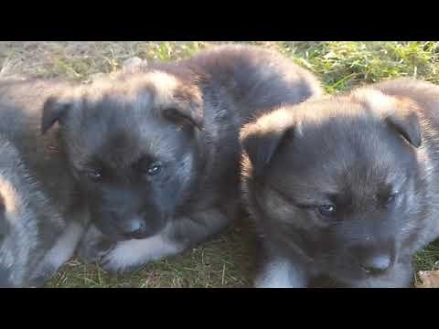Norwegian Elkhound Puppies - Misty Litter