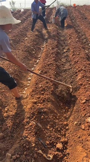 Planting Ginger plants Tutorial #agriculture #farming #shorts