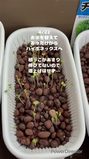 右往左往なわさび菜水耕栽培成長日記#水耕栽培 #わさび菜