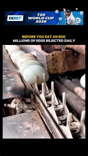 Verifact on Instagram: "Before an egg reaches your breakfast plate, it goes through a serious high-tech inspection process. 🥚 In modern factories, machines scan each egg in seconds using bright lights and smart sensors to detect cracks, blood spots, and internal defects — without even breaking the shell. If an egg has the smallest flaw, it’s instantly removed from the line. Millions are checked daily to ensure only clean, safe, and high-quality eggs make it to stores. This advanced system helps