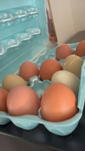 #chicken #hen #egglaying #layinghens #chickencoop #welsummer #backyardchickens #birds #gallinas #barredplymouthrock | Ca$hMedia��