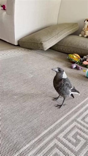 Magpie Barks Like a Dog! Talking Animals Compilation 🦜🐶