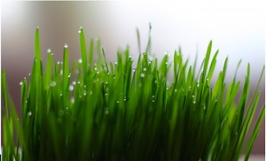 Wheat grass - Love Heals Cancer