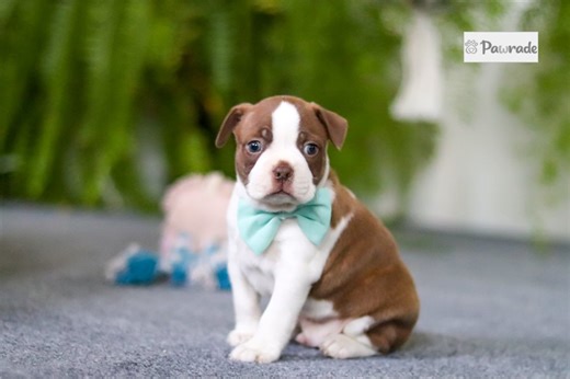 Petey - Boston Terrier Puppy A32BF6