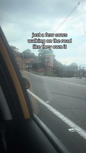Just a few cows walking on the road like they own it#cows #travelcontent #funny #travel #colombia