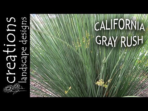 Juncus Patens - 13 Weeks Of CA Natives
