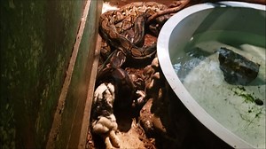 1.3K views · 32 reactions | Big snakes can be very dangerous when feeding. Our retics are snakes that require 2 people minimum when inside their enclosure. They are really large powerful snakes that are crazy fast. | Colorado Gator Farm | Facebook