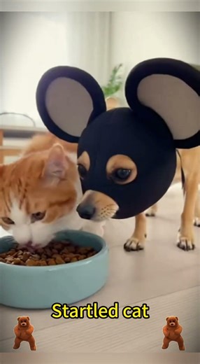 Chihuahua in a scary mask pranks the dog & cat #foryou#funny