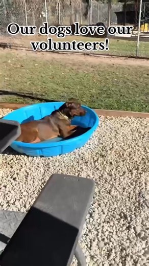 Whether you can spare an hour a week or more, we’d love your help with: ✨ Dog Walking ✨ Cat Socializing ✨ Vet Room Assistance ✨ Projects & More! No experience? No problem! We provide training. All you need is a big heart and a little time. 💖 Volunteers must be 18 or at least 16 years old and have a parent or legal guardian with them at all times. 📩 To fill out a volunteer application, Visit https://hernandosheriffvolunteer.applicantstack.com/x/detail/a2w5nvj3m6ai | Hernando County Sheriff's Of