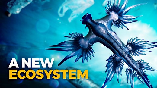 The creatures that thrive in the Pacific garbage patch