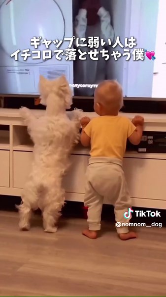 天から人間界に舞い降りた歩くエンジェルドッグ👼🏻 ウエスト・ハイランド・ホワイト・テリア (通称:ウエスティ)のご紹介🐶 次に紹介して欲しいワンちゃんがいたら コメント欄で教えてね📝 #犬 #犬のいる暮らし #愛犬 #わんこ #犬バカ部 #ペット#犬好きな人と繋がりたい#ミックス犬 #犬のいる生活 #わんこのいる生活 #ワンコ #わんすたぐらむ#わんこなしでは生きていけません会 #犬スタグラム #犬好きさんと繋がりたい#犬との暮らし #犬好き #わんこのいる暮らし #わんこ部 #わんちゃん #愛犬との暮らし #ウエストハイランドホワイトテリア#westhighlandwhiteterrier #westie#westiegram