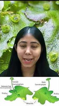 Liverworts | Characteristics, Structure, Reproduction & Diagram | Bryophytes | Thalloid | Adhyayanta