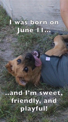 1.3K views · 47 reactions | #Adoptme #Houstonchowchowconnection #Texas #Chowmix #Chowpuppy #AdoptChowlilah | Houston Chow Chow Connection | Facebook