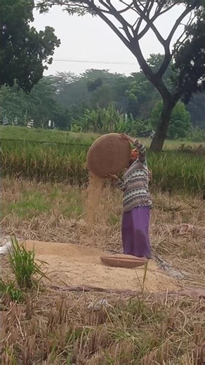 wow gitekan nya #sukir men #sawah