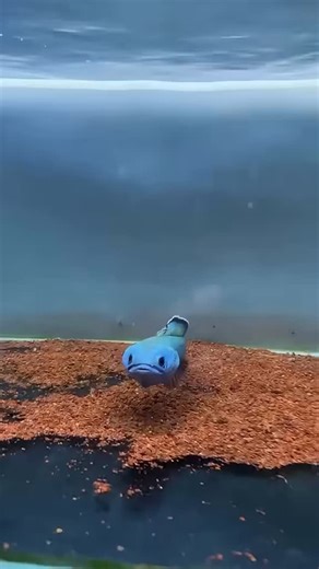 hendrix backyard | Snakehead fish, also known as Channa micropeltes, are unique and predatory freshwater fish that require special care and attention when... | Instagram