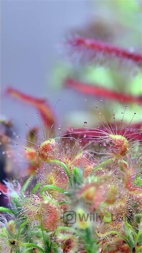 Drosera scorpioides are having a good meal