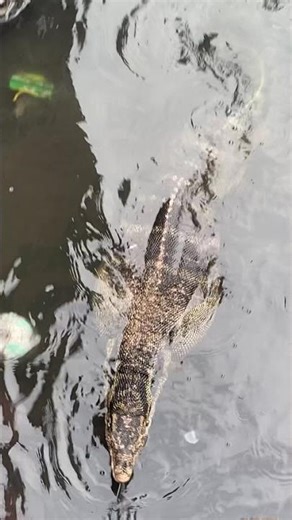 Large monitor lizards gather in canal in Penjaringan, Jakarta, Indonesia