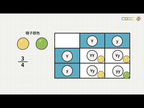 [Concept] SB 2 4 Considering Mendel's inheritance problem from a probabilistic perspective