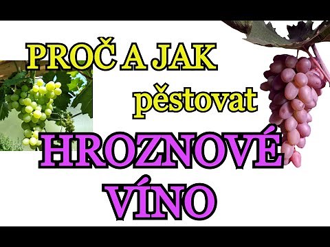RÉVA VINNÁ | Pěstování HROZNOVÉHO VÍNA v domě i bytě | PROČ a JAK pěstovat víno - pro začátečníky