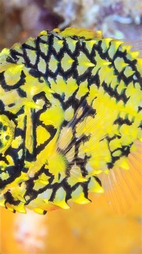 Reef Fish That Glows Like a Nighttime Pineapple