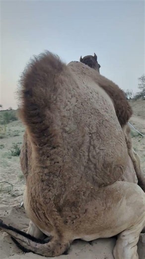 🐪 شروق الشمس يزين رحلة الجمل في الصحراء الذهبية