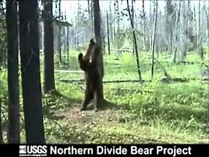 Black Bear & Baloo Scratch Their Backs on Tree