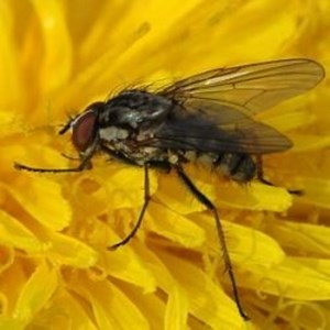 Biological control of the cabbage root fly, Delia radicum