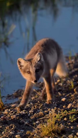 Rare Arctic fox encounter captured in the wild