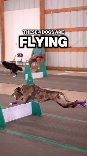 These 4 dogs are FLYING #flyball
