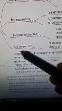 tipos de neuronas #biology