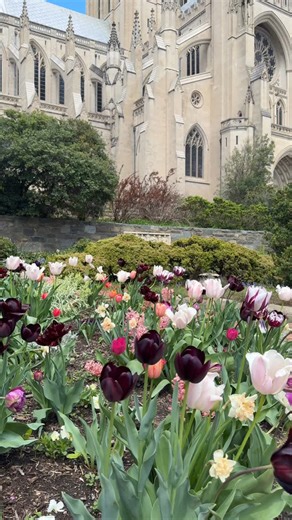 10K views · 123 reactions | Make your May plans in #WashingtonDC! ✨☀️  Attend the Flower Mart at @wncathedral  Catch live music at @porchfestdc throughout Adams Morgan  Explore embassies during Passport DC ️‍ Celebrate WorldPride throughout the District  Enjoy Jazz in the Garden at @ngadc What’d we miss?  : @visitwashingtondc #Only1DC | Visit Washington DC | Facebook