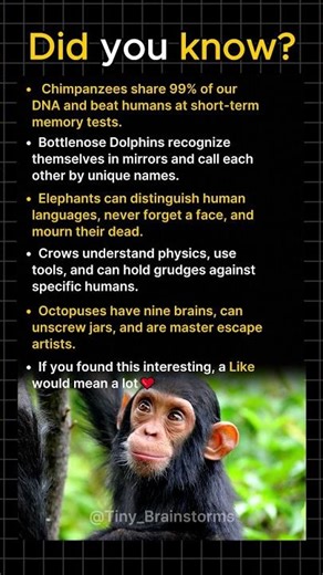 Which Animal Is Actually The Smartest?