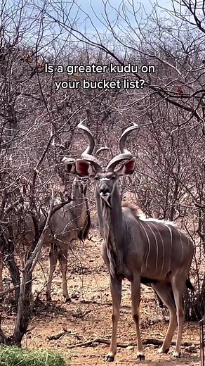 Experience the Majesty of the Greater Kudu in the African Wild Safaris