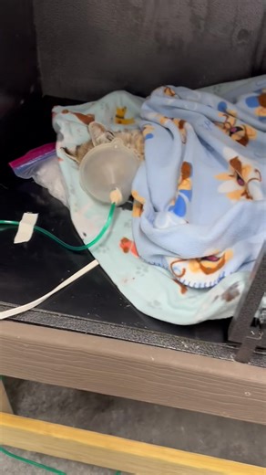 115K views · 10K reactions | Come on kitty. You got this!爛 | Wild Heart Ranch | Facebook