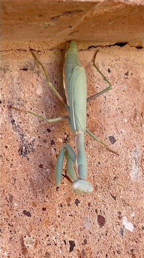What happens if a Praying Mantis BITES you?